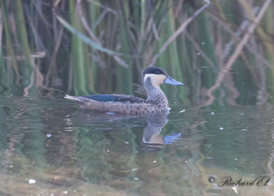 Sumpand - Hottentot Teal (Anas hottentota)