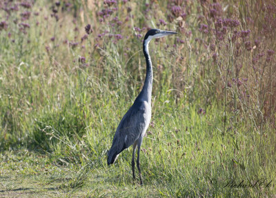 Svarthuvad hger - Black-headed Heron (Ardea melanocephala)