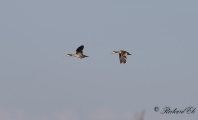 Rdnbbad and - Red-billed Teal (Anas erythrorhyncha)