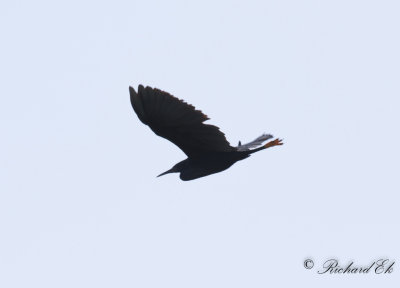 Svarthger - Black Heron (Egretta ardesiaca)