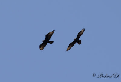 Klipprn - Verreaux's Eagle (Aquila verreauxii)
