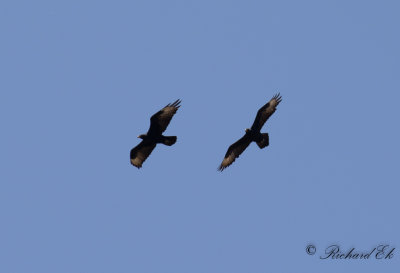 Klipprn - Verreauxs Eagle (Aquila verreauxii)