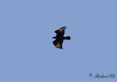 Klipprn - Verreaux's Eagle (Aquila verreauxii)