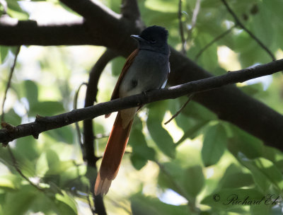 Afrikansk paradismonark - African Paradise Flycatcher (Terpsiphone viridis)