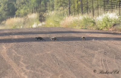 Zebramangust - Banded mongoose (Mungos mungo)