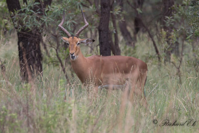Impala - Common Impala (Aepyceros melampus)