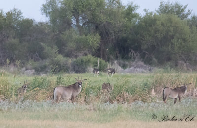 Roanantilop - Roan Antilope (Hippotragus equinus)