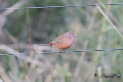 Jamesons amarant - Jamesons Firefinch (Lagonosticta rhodopareia)