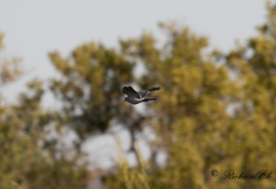Dvrghk - Little Sparrowhawk (Accipiter minullus)