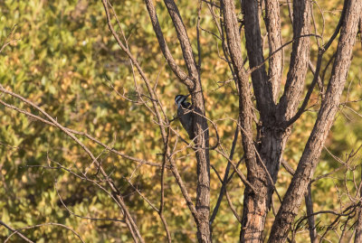 Namaquaspett - Bearded Woodpecker (Dendropicos namaquus)