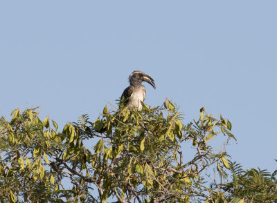 Grtoko - African Grey Hornbill (Lophoceros nasutus)