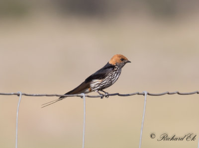 Mindre strimsvala - Lesser Striped Swallow (Cecropis abyssinica)