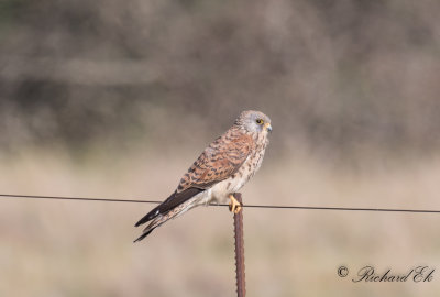 Klippfalk - Rock Falcon (Falco rupicolus)