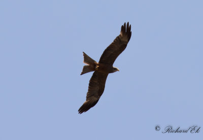 Gulnbbad glada - Yellow-billed Kite (Milvus aegyptius)