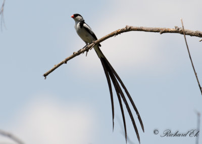 Dominikanernka - Pin-tailed Whydah (Vidua macroura)