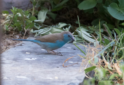 Bl fjrilsfink - Blue Waxbill (Uraeginthus angolensis)