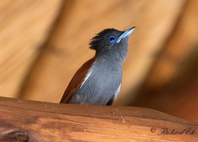 Afrikansk paradismonark - African Paradise Flycatcher (Terpsiphone viridis)