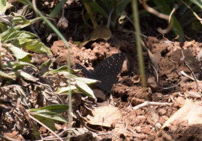 Guineafowl (Hamanumida daedalus)