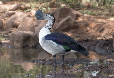 Knland - Knob-billed Duck (Sarkidiornis melanotos)