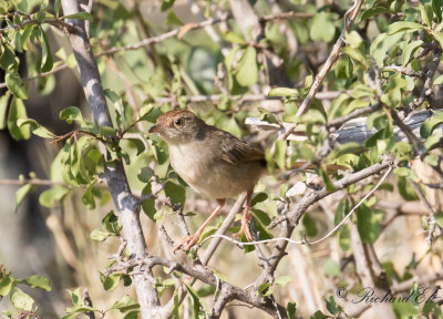 Lngstjrtad cistikola - Lazy Cisticola (Cisticola aberrans)