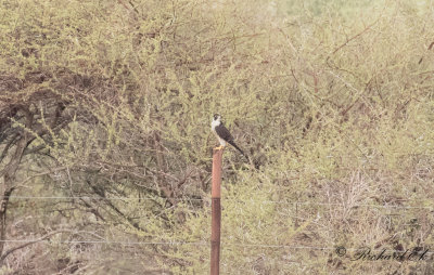 Pilgrimsfalk - Peregrine Falcon (Falco peregrinus)