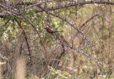 Fuchsiaastrild - Violet-eared Waxbill (Uraeginthus granatinus)