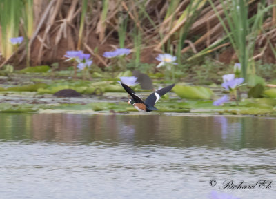 Afrikansk dvrgand - African Pygmy Goose (Nettapus auritus)