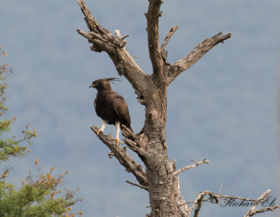 Afrikansk tofsrn - Long-crested Eagle (Lophaetus occipitalis)