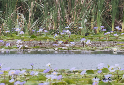 Vitryggig and - White-backed Duck (Thalassornis leuconotus)