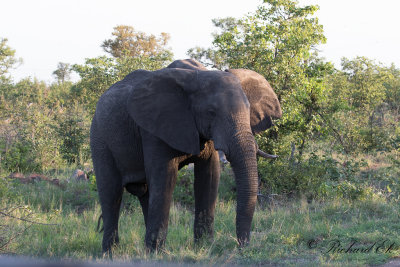 Afrikansk elefant - African Elephant (Loxodonta africana)