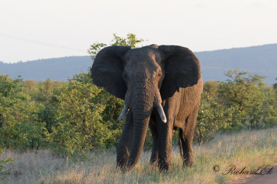 Afrikansk elefant - African Elephant (Loxodonta africana)