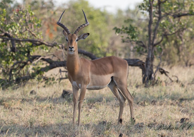 Impala - Common Impala (Aepyceros melampus)