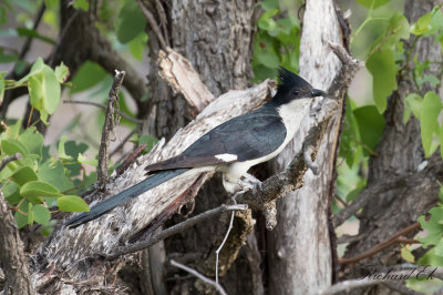 Jakobinskatgk - Jacobin Cuckoo (Clamator jacobinus)