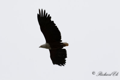 Skrikhavsrn - African Fish Eagle (Haliaeetus vocifer)
