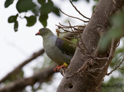 Afrikansk grnduva - African Green Pigeon (Treron calvus)