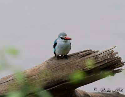 Savannkungsfiskare - Woodland Kingfisher (Halcyon senegalensis)