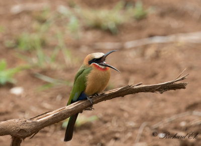 Bee-eaters