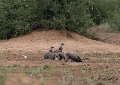 Vitryggig gam - White-backed Vulture (Gyps africanus)