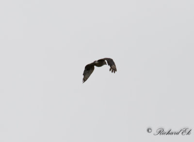 Afrikansk baza - African Cuckoo-Hawk (Aviceda cuculoides)