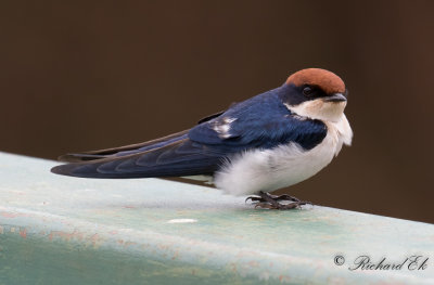 Trdstjrtad svala - Wire-tailed Swallow (Hirundo smithii)