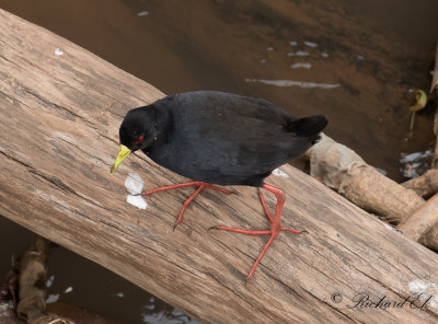 Korprall - Black crake (Amaurornis flavirostra)