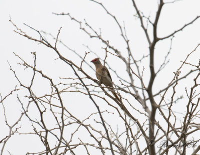 Red-faced Mousebird (Urocolius indicus)