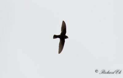 Stubbstjrtseglare - Little Swift (Apus affinis)