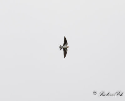 Trdstjrtad svala - Wire-tailed Swallow (Hirundo smithii)