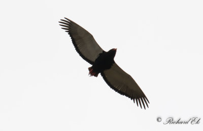 Gycklarrn - Bateleur (Terathopius ecaudatus)