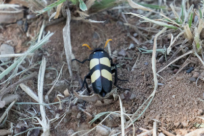 Yellow Blister Beetle (Mylabris oculatus)
