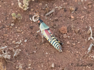 Elegant Grasshopper (Zonocerus elegans)