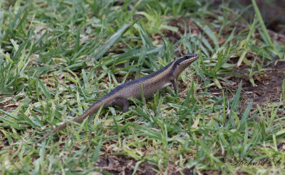 Eastern Striped skink (Trachylepis striata)