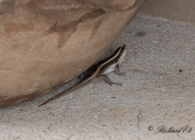 Eastern Striped skink (Trachylepis striata)