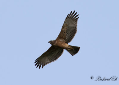 Afrikansk hkrn - African Hawk-Eagle (Aquila spilogaster)